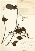 藏品(阿里山五味子)的圖片